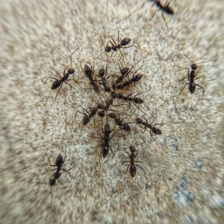 Ant-Control--Ant-Control-5066184-image