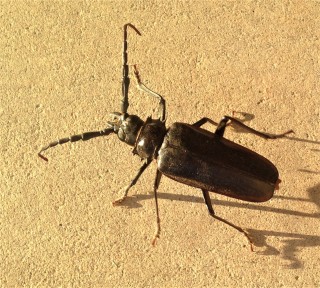 Beetle-Control--Beetle-Control-5066937-image