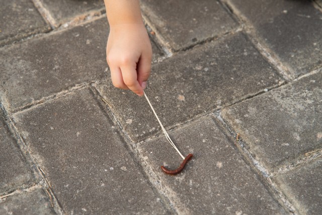 Centipede-Removal--in-Irving-Texas-Centipede-Removal-5067690-image