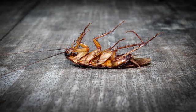 Cockroach-Removal--Cockroach-Removal-5068443-image