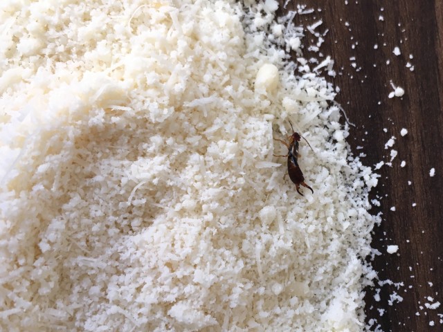 Earwig-Removal--in-Irving-Texas-Earwig-Removal-5069949-image