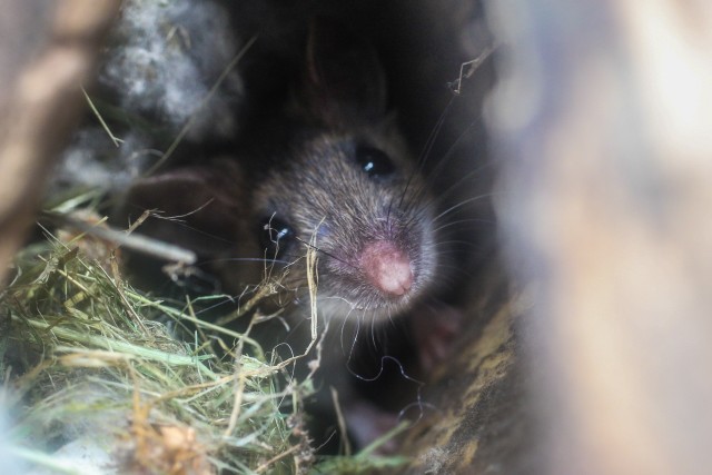 Mice-Extermination--Mice-Extermination-5074467-image