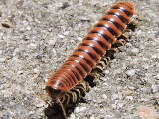 Millipede-Removal--Millipede-Removal-5075220-image