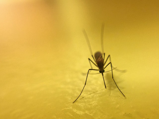 Mosquito-Removal--in-Cincinnati-Ohio-Mosquito-Removal-5076726-image