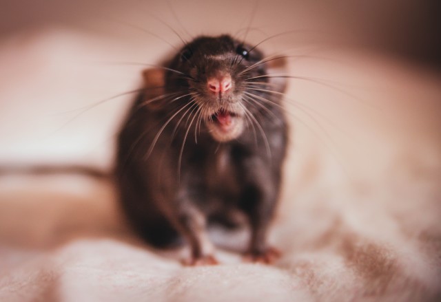 Rat-Control--Rat-Control-5078985-image
