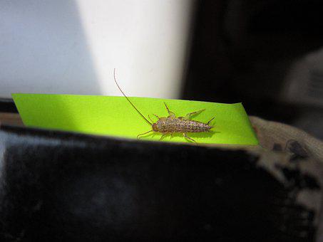 Silverfish-Removal--in-Hialeah-Florida-Silverfish-Removal-5081244-image