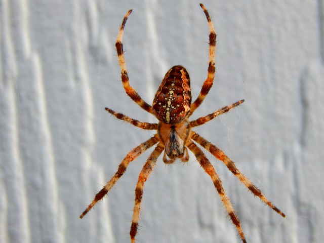 Spider-Removal--Spider-Removal-5081997-image