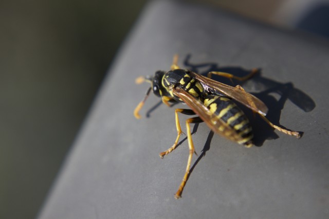 Wasp-Removal--in-Cincinnati-Ohio-Wasp-Removal-5084256-image