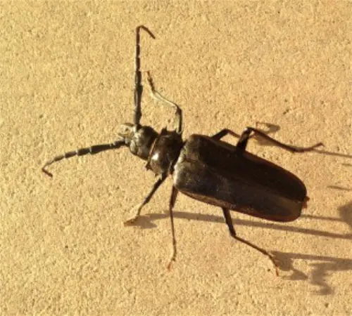 Beetle-Control--in-Oklahoma-City-Oklahoma-beetle-control-oklahoma-city-oklahoma.jpg-image