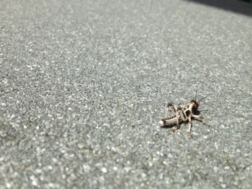 Cricket-Control--in-Mesa-Arizona-cricket-control-mesa-arizona.jpg-image