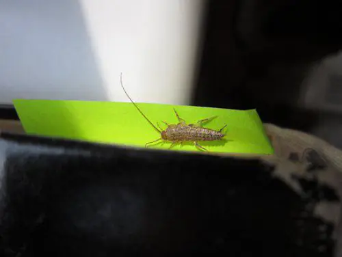 Silverfish-Removal--in-Long-Beach-California-silverfish-removal-long-beach-california.jpg-image