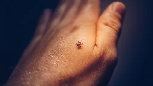 Tick-Control--in-Baton-Rouge-Louisiana-tick-control-baton-rouge-louisiana.jpg-image